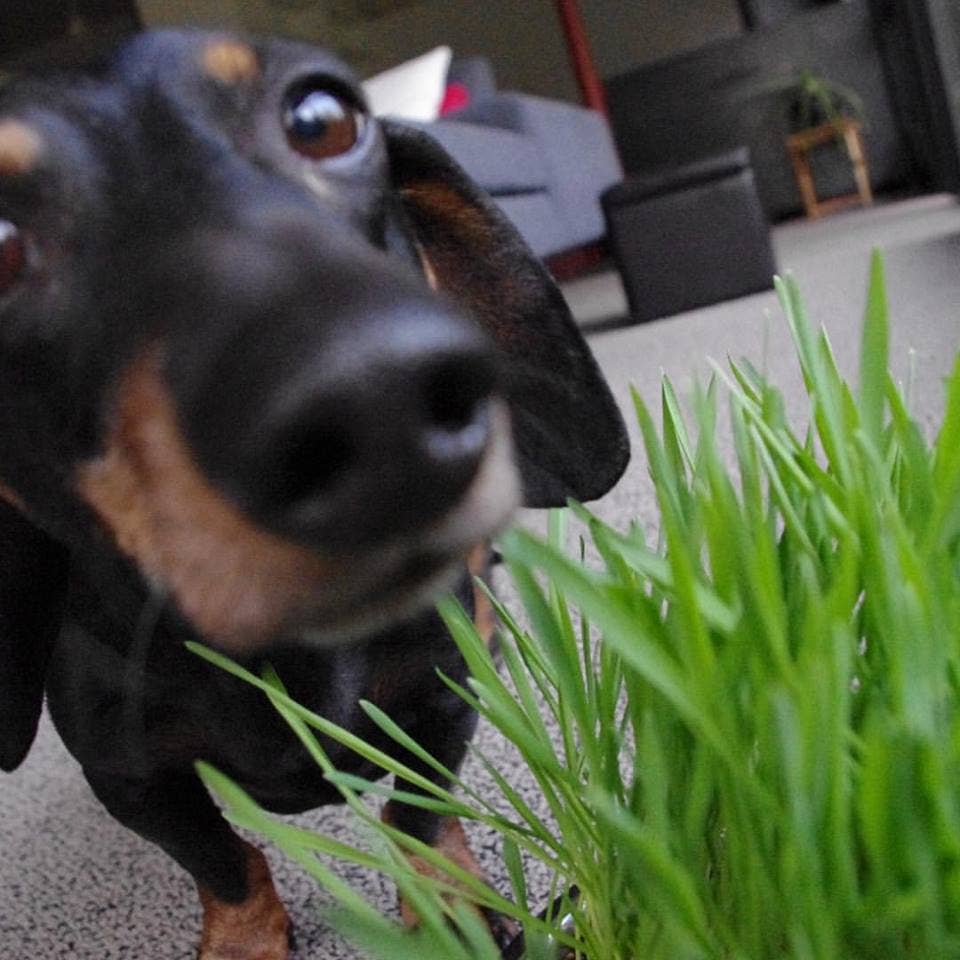 Pet Bowl - Dog Grass