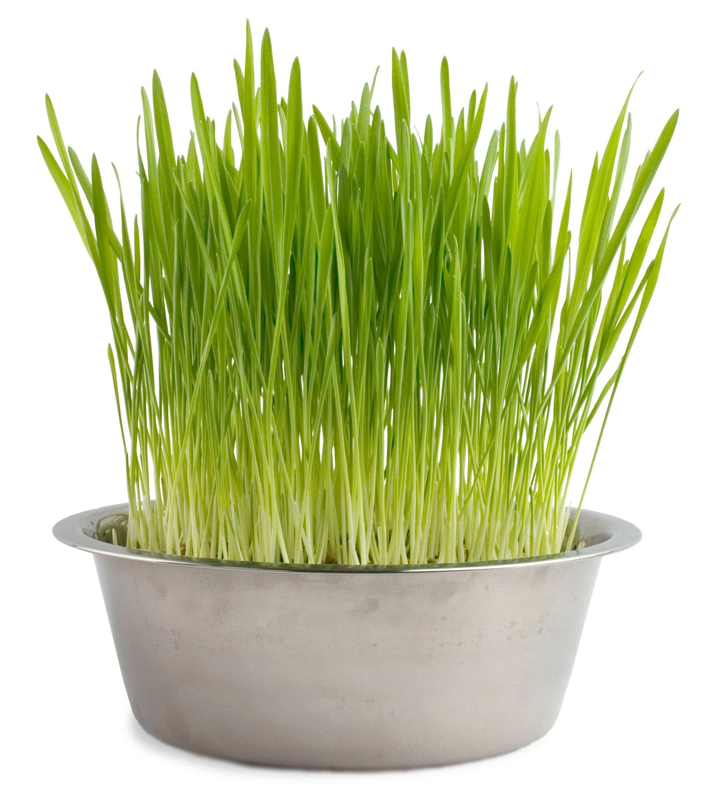 Pet Bowl - Dog Grass