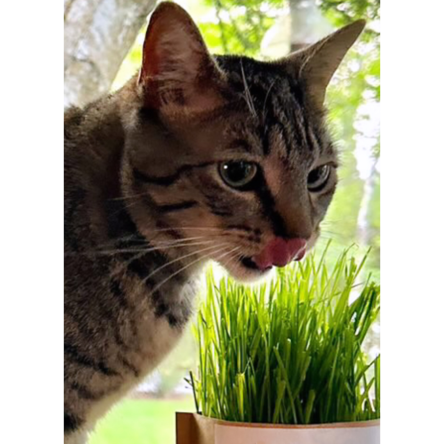 Pet Bowl - Cat Grass