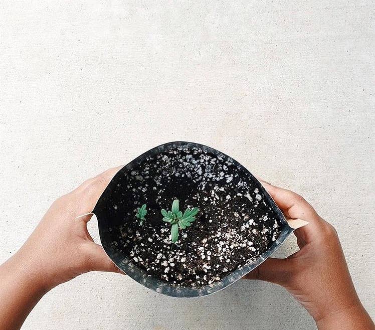 Kids Garden in a Bag - Sunflower
