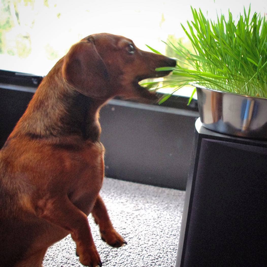 Pet Bowl - Dog Grass