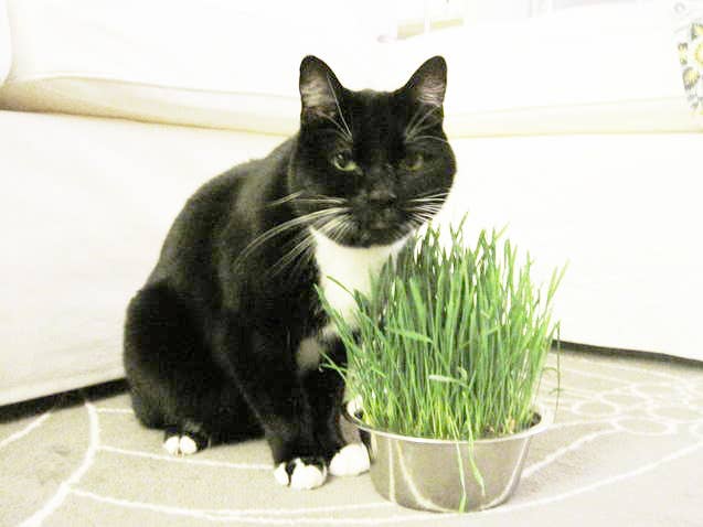 Pet Bowl - Cat Grass