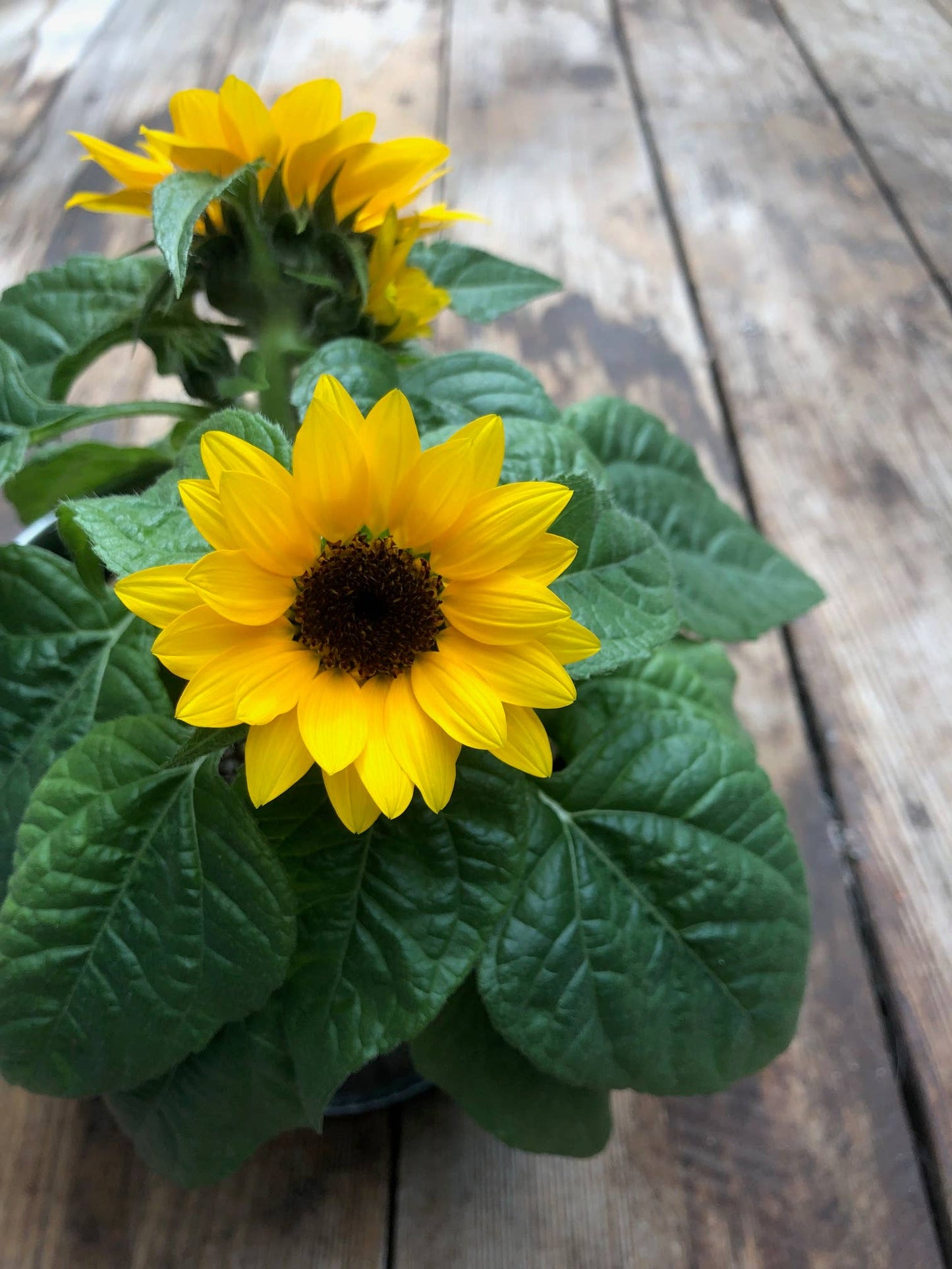 Kids Garden in a Bag - Sunflower