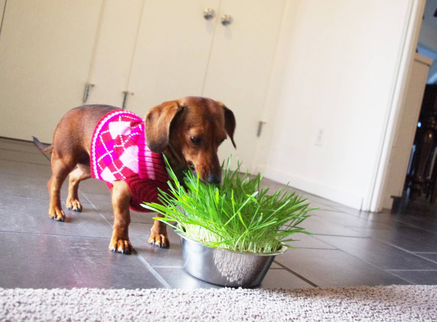 Pet Bowl - Dog Grass
