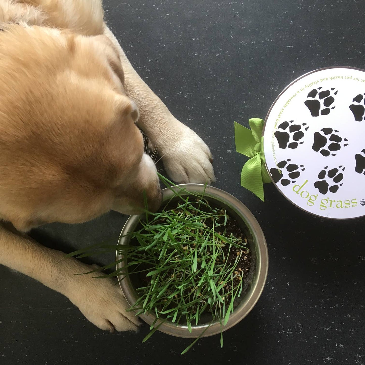 Pet Bowl - Dog Grass