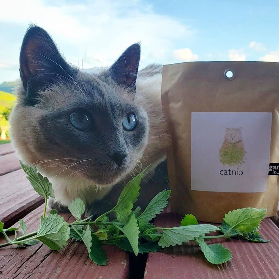 Garden in a Bag Catnip