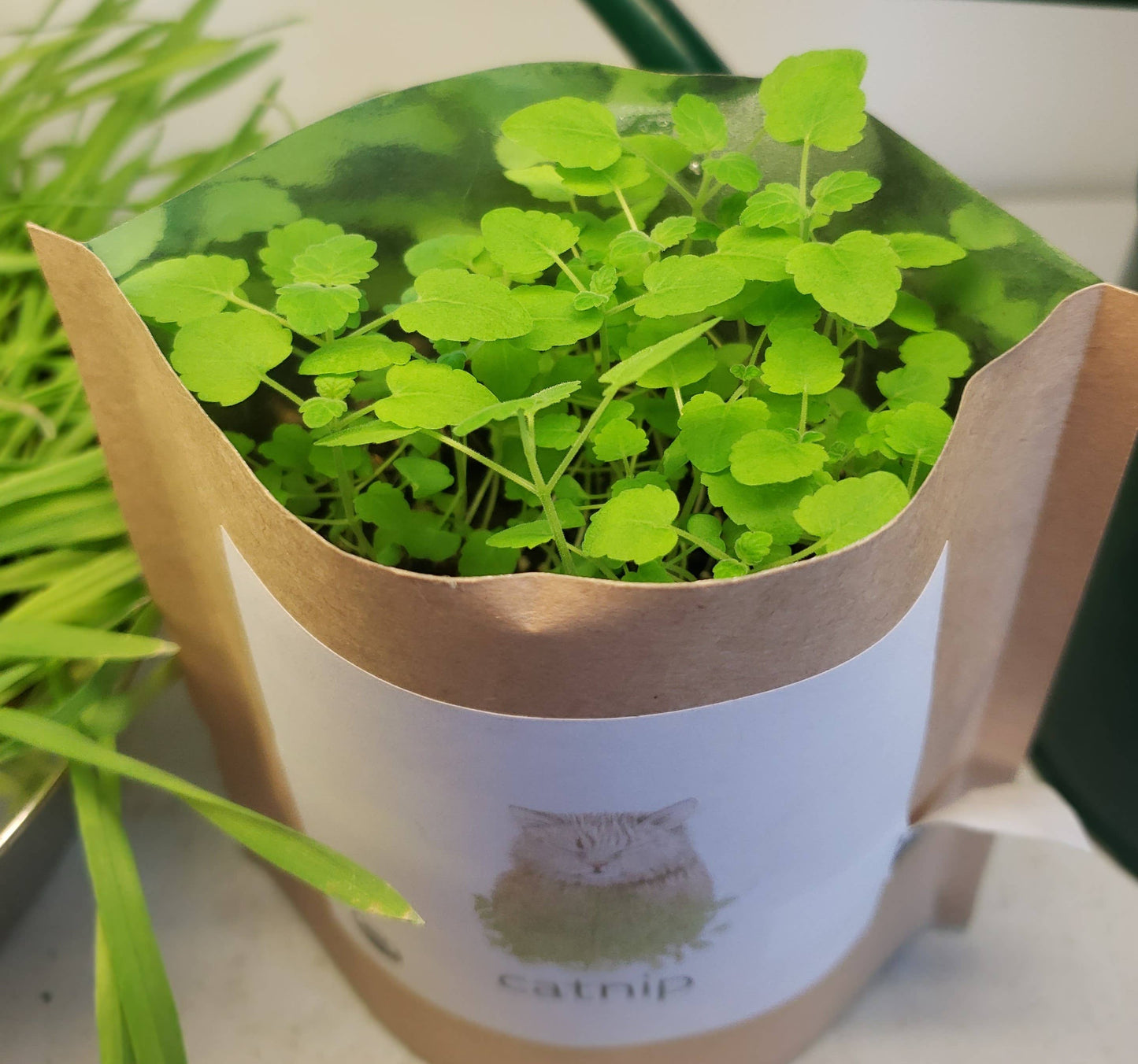 Garden in a Bag Catnip