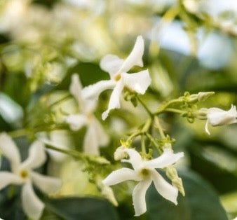 white flowers