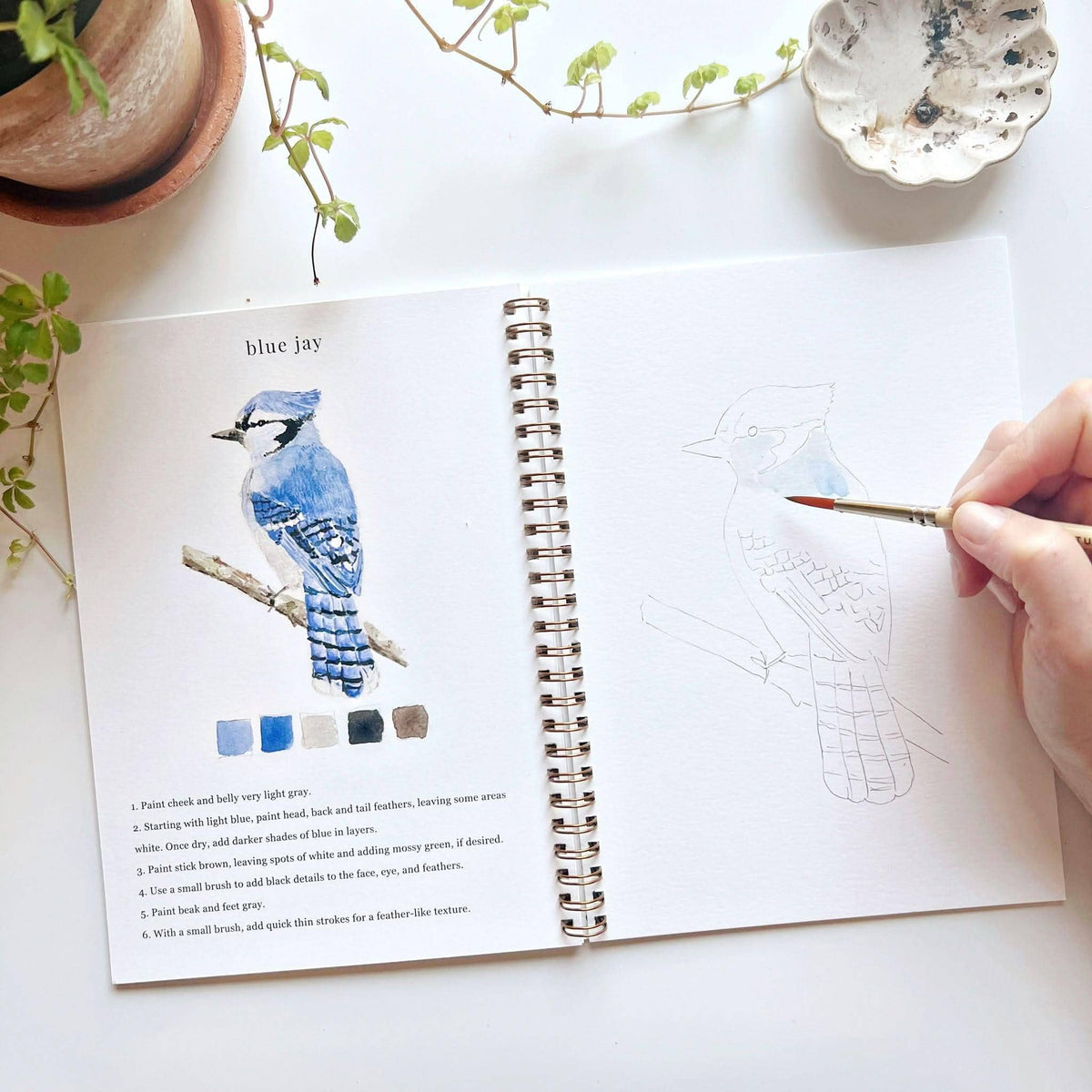 Blue jay page with painted example